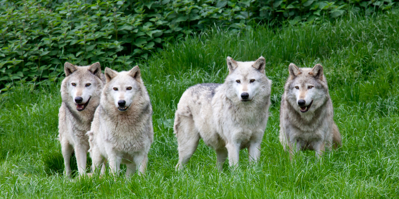 Pack of four wolves
