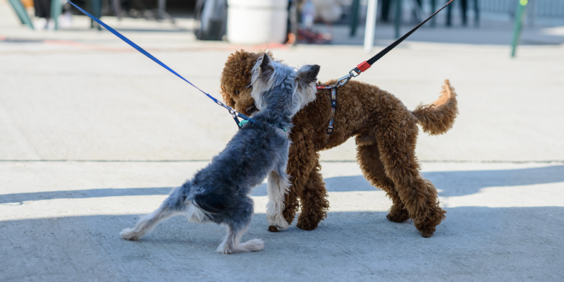 Two dogs greet awkwardly on leash