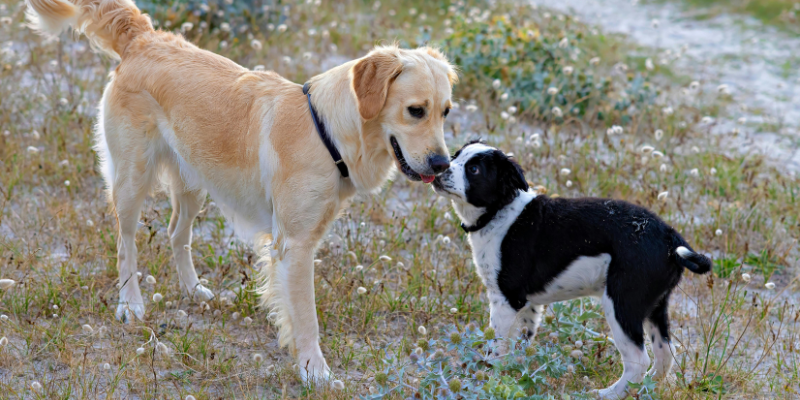 Adult yellow dog socializes with younger black and white dog