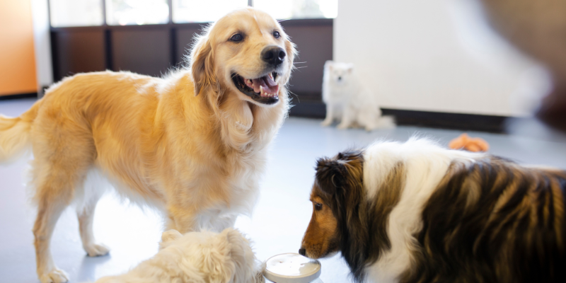 Dogs at daycare