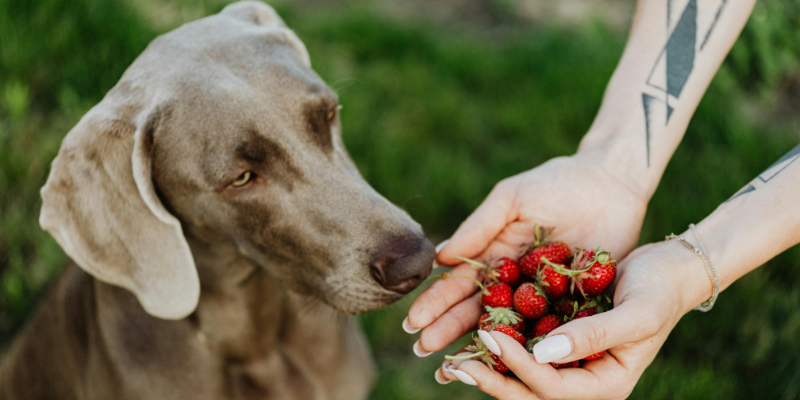 Dogs can eat "people food"
