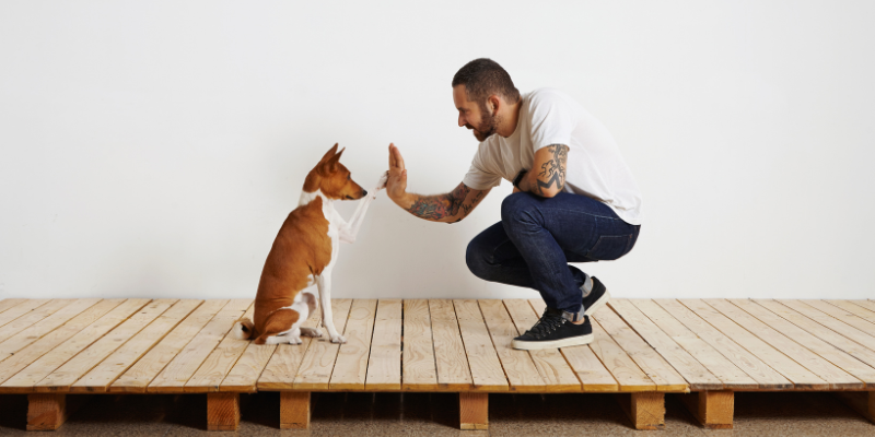 Train Your Dog Month