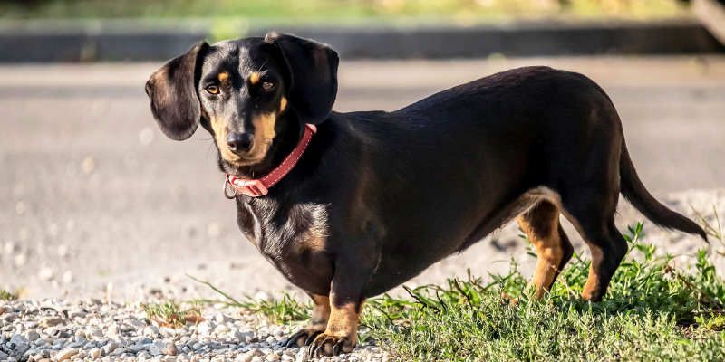 Dachshund