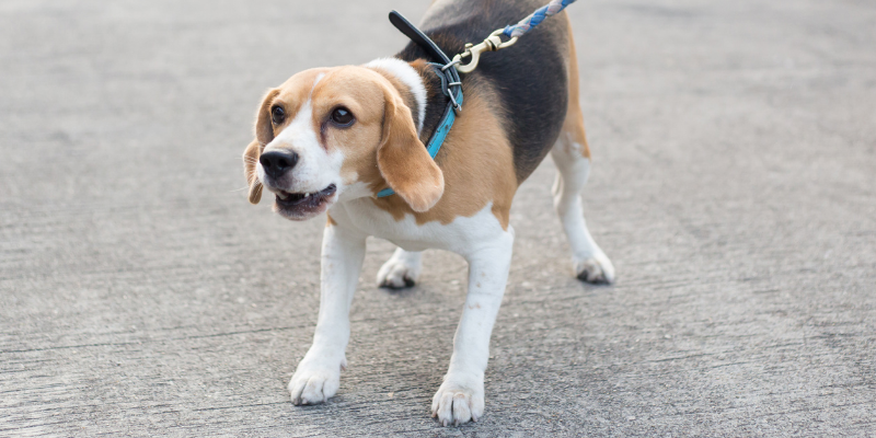 Reactive beagle on leash