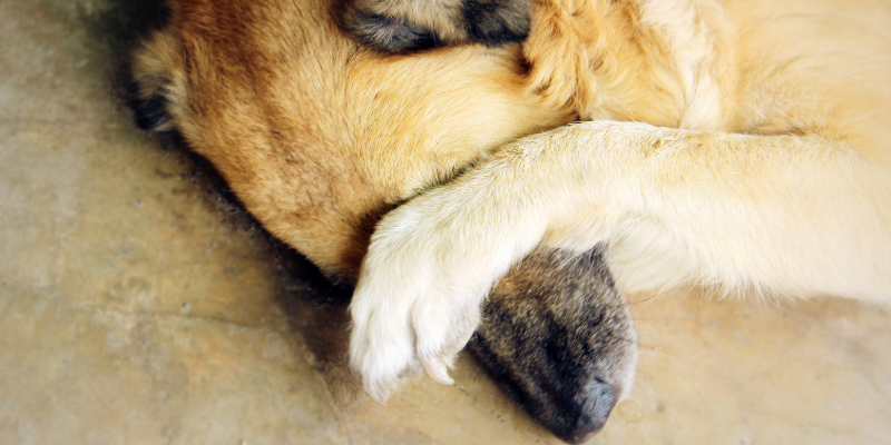Shy dog putting paw over its face