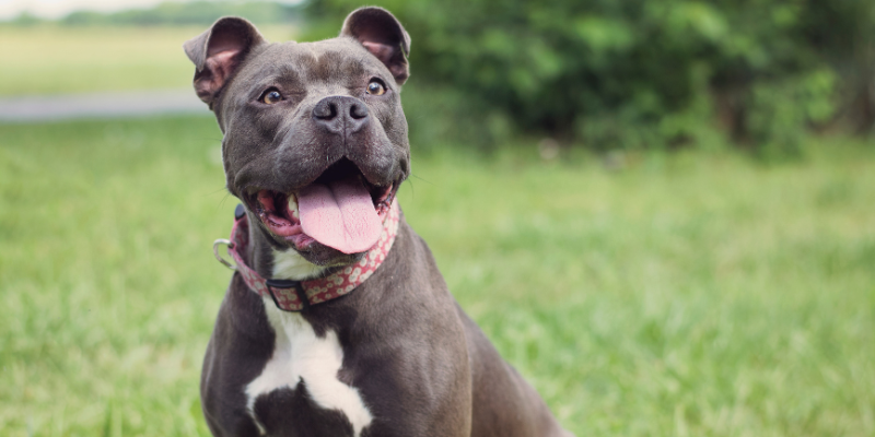 Choosing your new dog