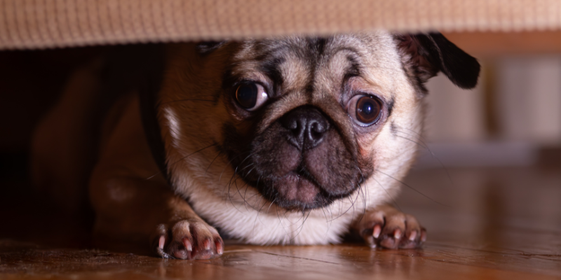 Pug with anxiety hiding under couch to demonstrate need for behavior modification