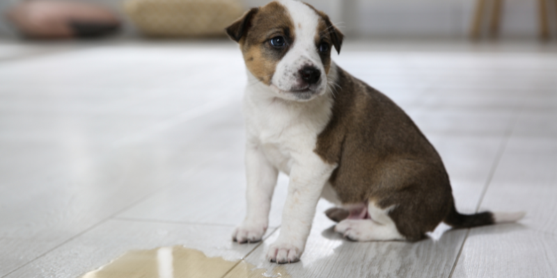 Puppy who peed in the house