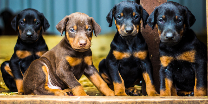 Four puppies in a row