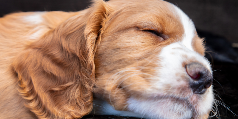 Dog sleeping while boarding