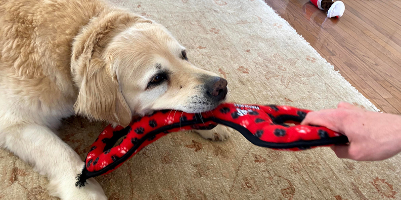 It's a myth that playing tug with your dog will make them aggressive