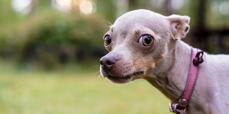 Anxiety in a small dog