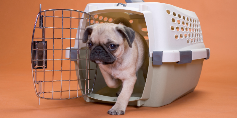 Teaching race to your space with puppy in crate