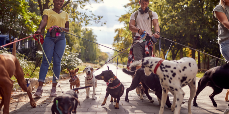 Dog walkers with a multitude of dogs