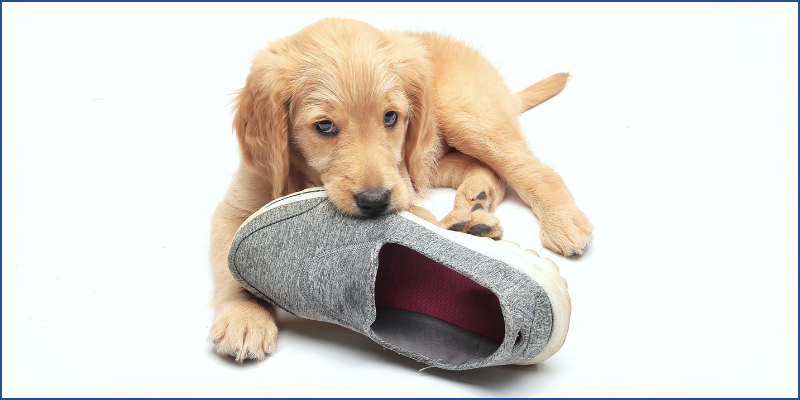 Golden retriever puppy chewing on a slipper