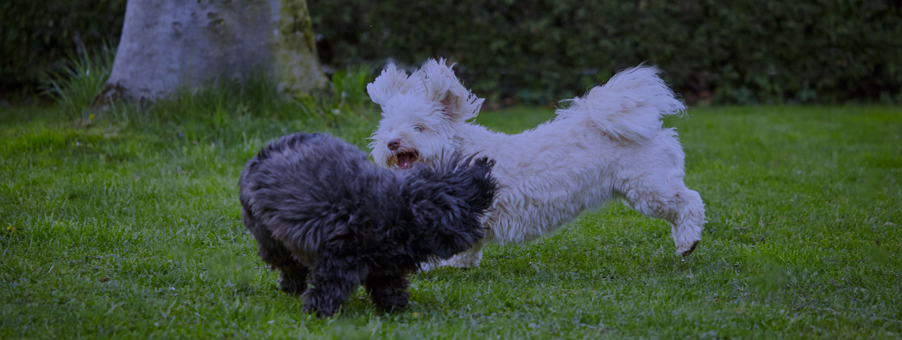 Dog Daycare - WOOFS! Dog Training Center