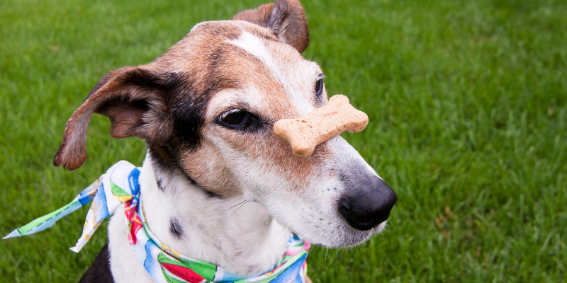 A mixed breed dog balances a biscuit on his nose