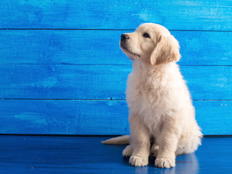 Golden retriever puppy sitting in front of blue background