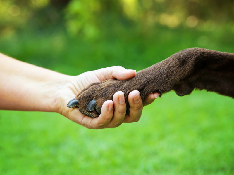 Dog paw in human hand