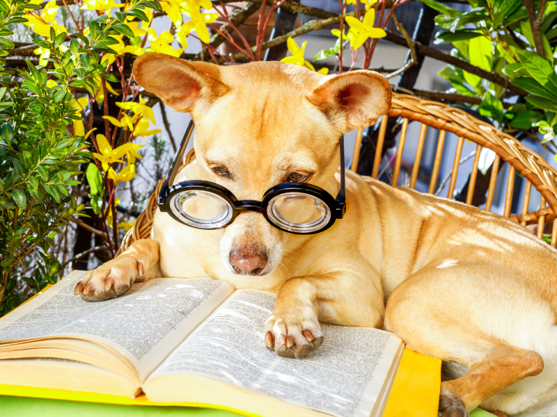 Puppy wearing glasses with book