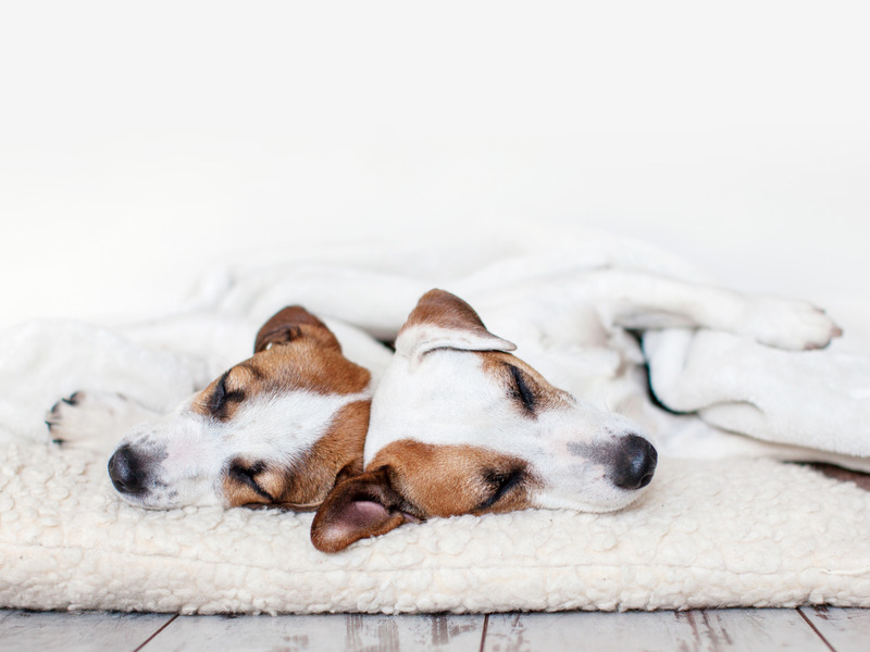 Two sleeping dogs