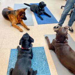 Four dogs staying on mats