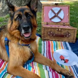 Dog on picnic blanket with picnic basket and a plate of food