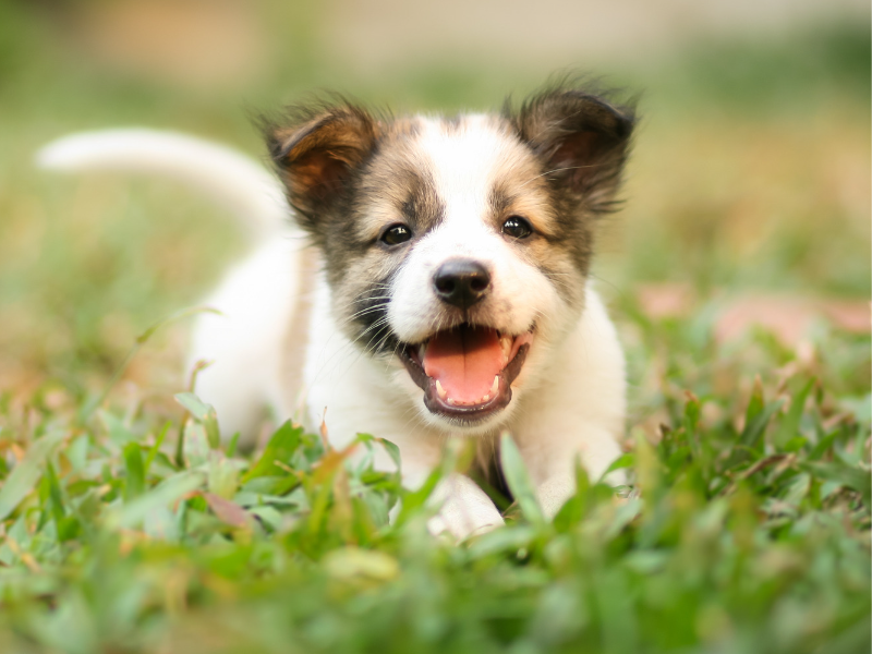 Puppy pouncing in the grass