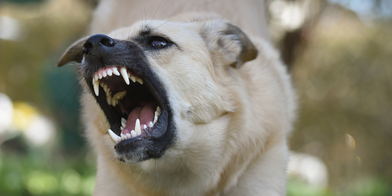 Dog shows teeth in aggressive manner
