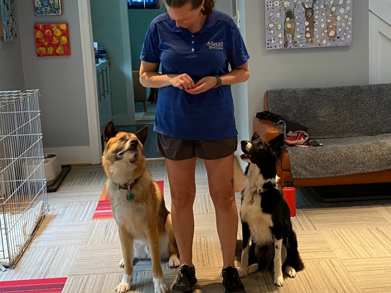 Trainer Erica Pytlovany training an Akita and Border Collie