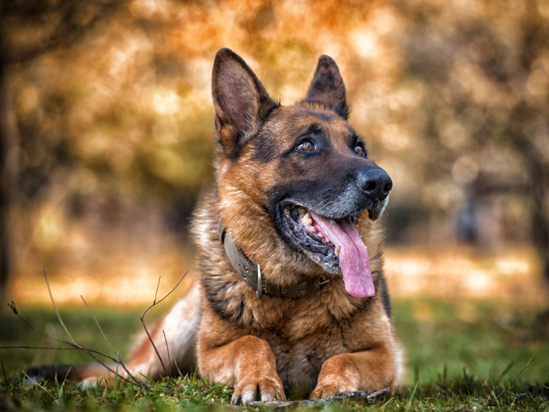 German Shepherd