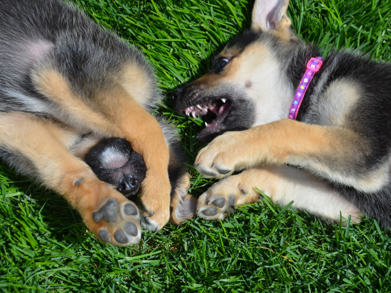 Two puppies playing in the grass