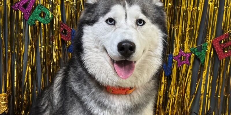 New Year's 2025 photo of dog Jay-Z T.