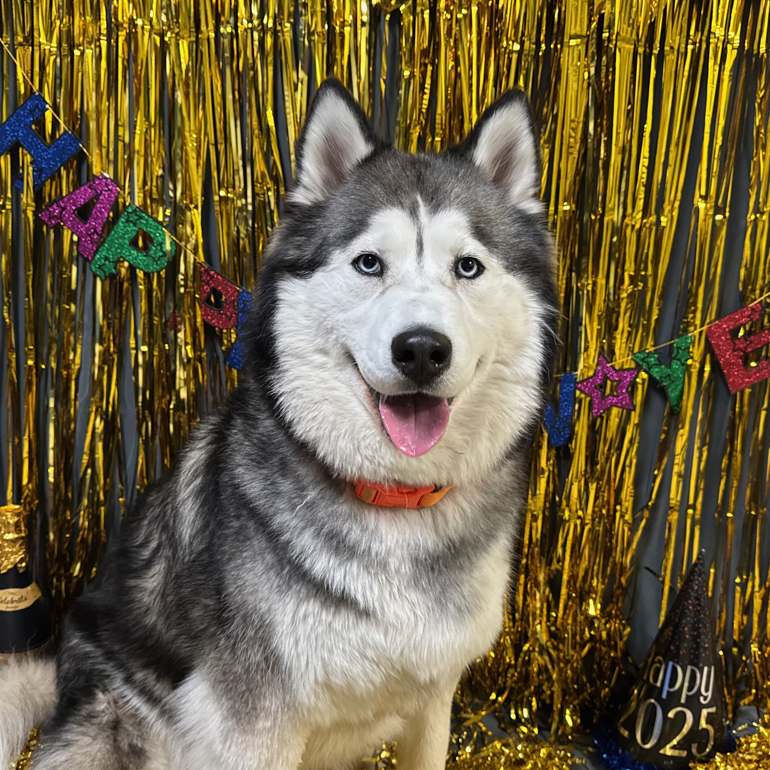New Year's 2025 photo of dog Jay-Z T.