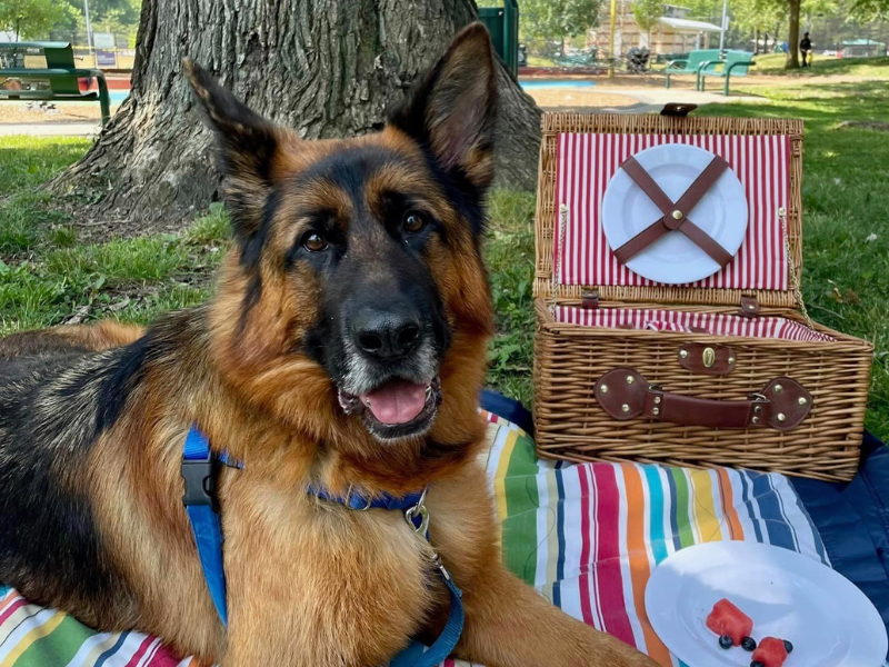 German Shepherd dog sitting politely in a park with a picnic basket and snacks
