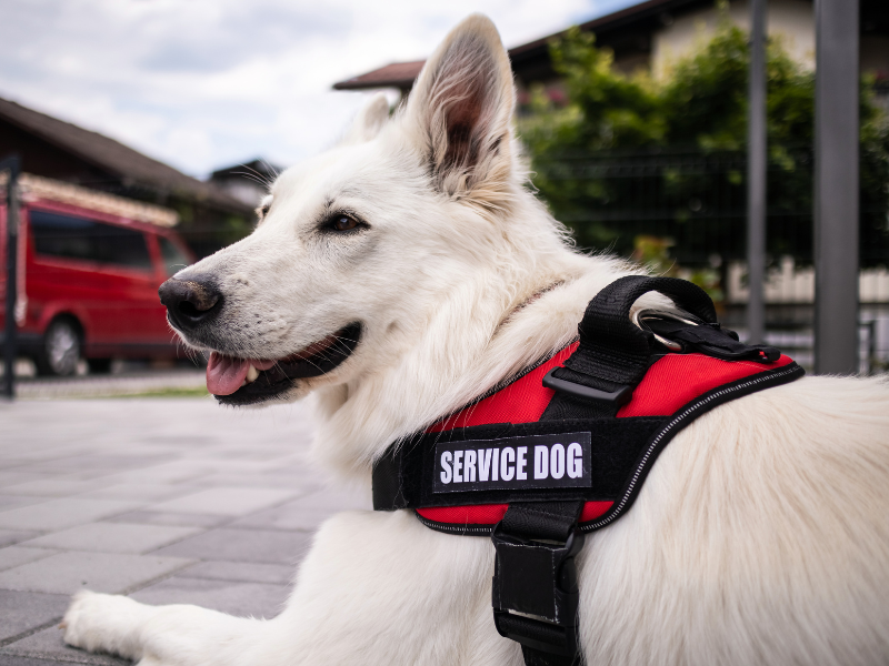 Vested Service Dog