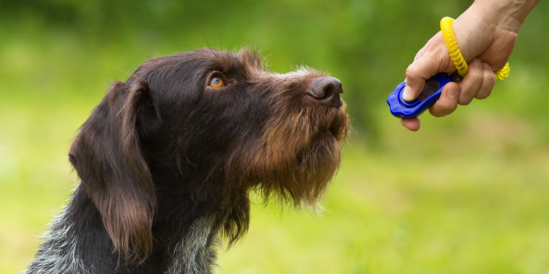Dog and clicker