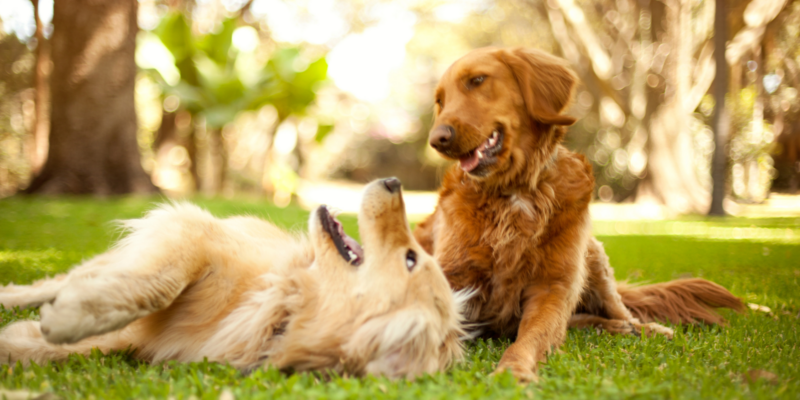 Two dogs playing in the grass