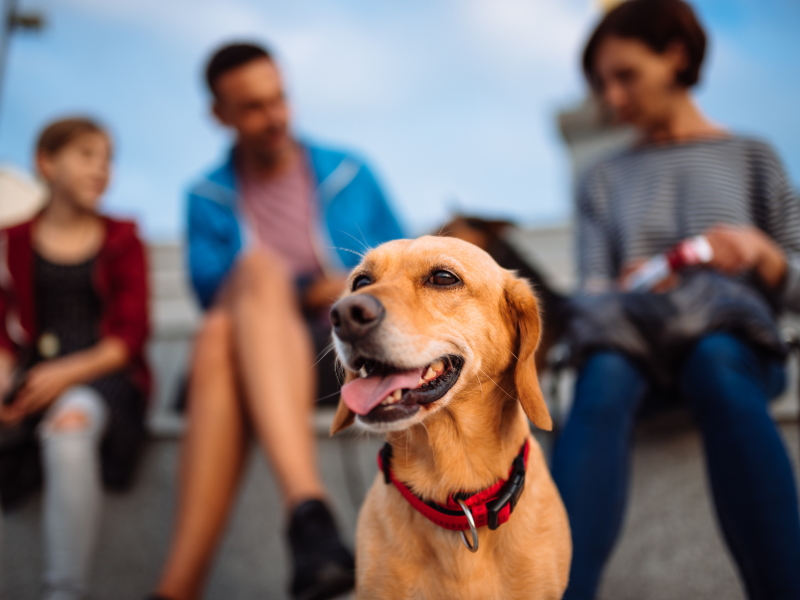 Dog with family in public