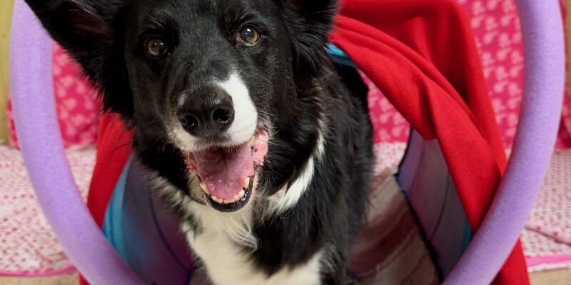 Border collie in a Valentine's-themed tunnel