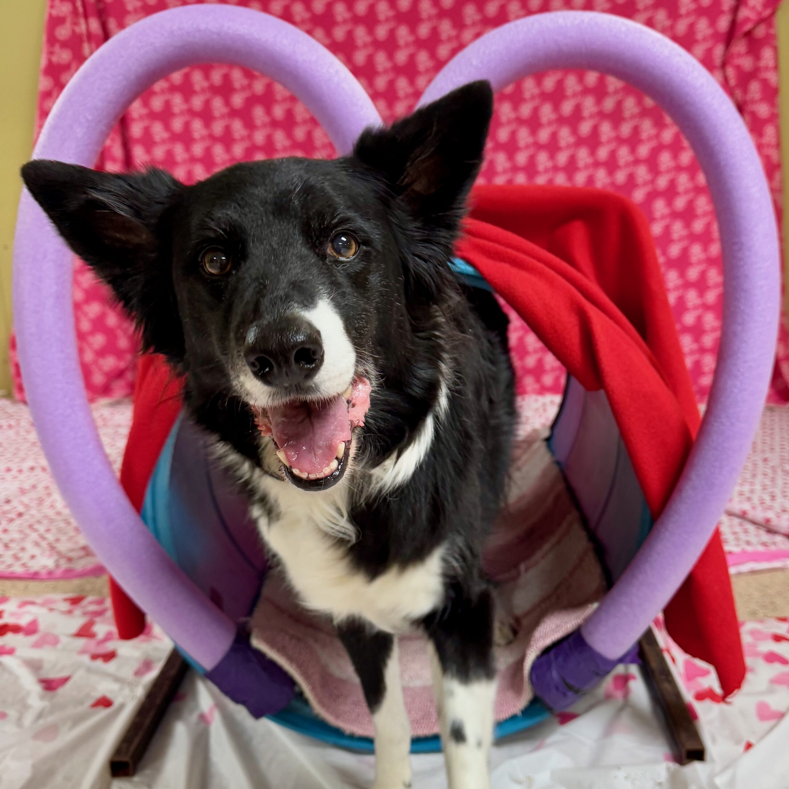 Border collie in a Valentine's-themed tunnel