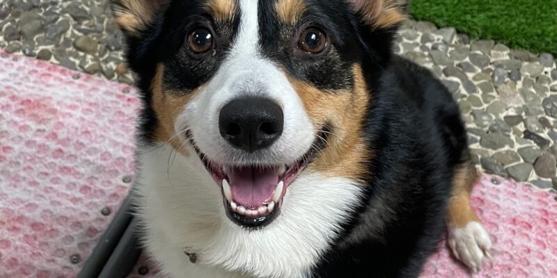 Corgi sitting on weird surfaces