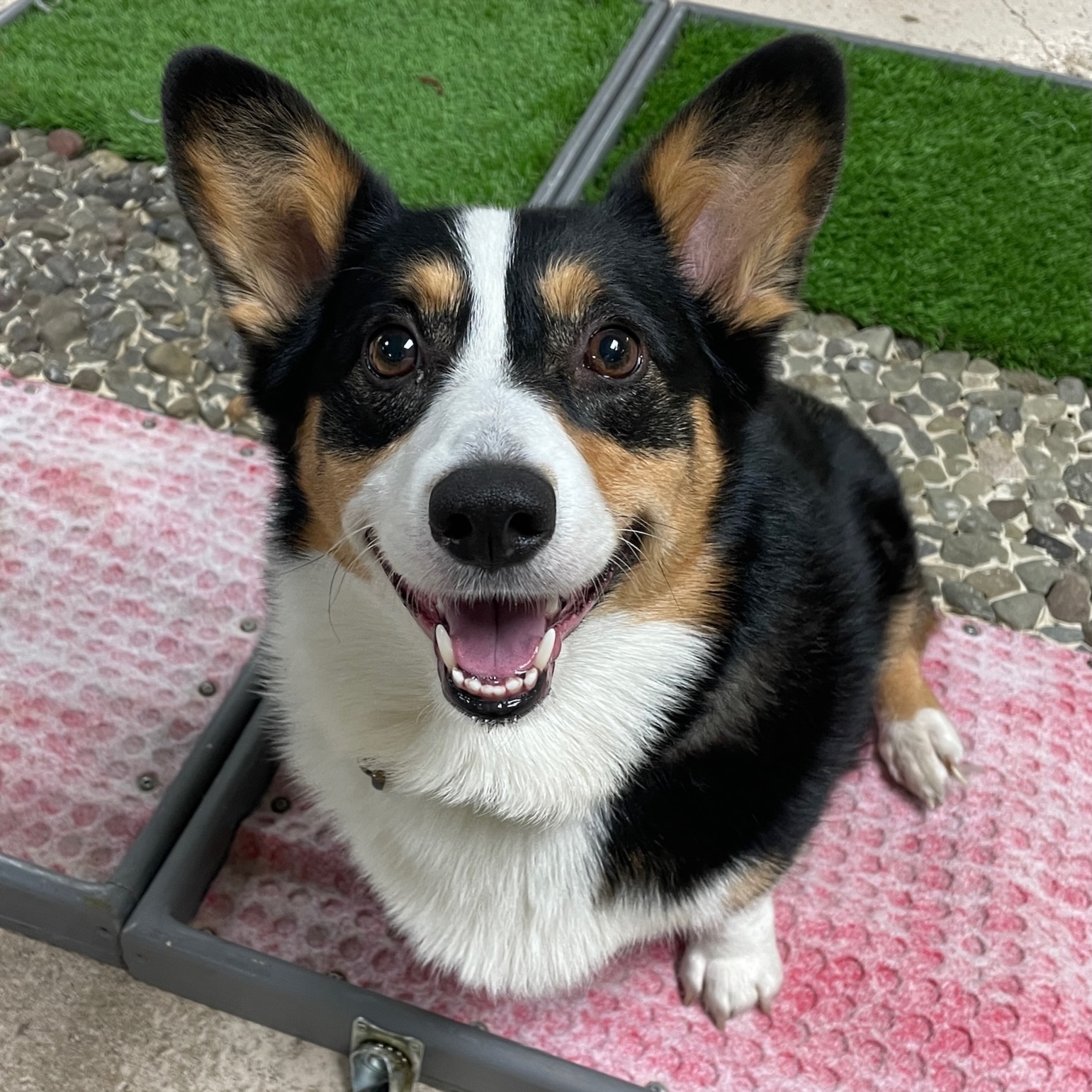 Corgi sitting on weird surfaces