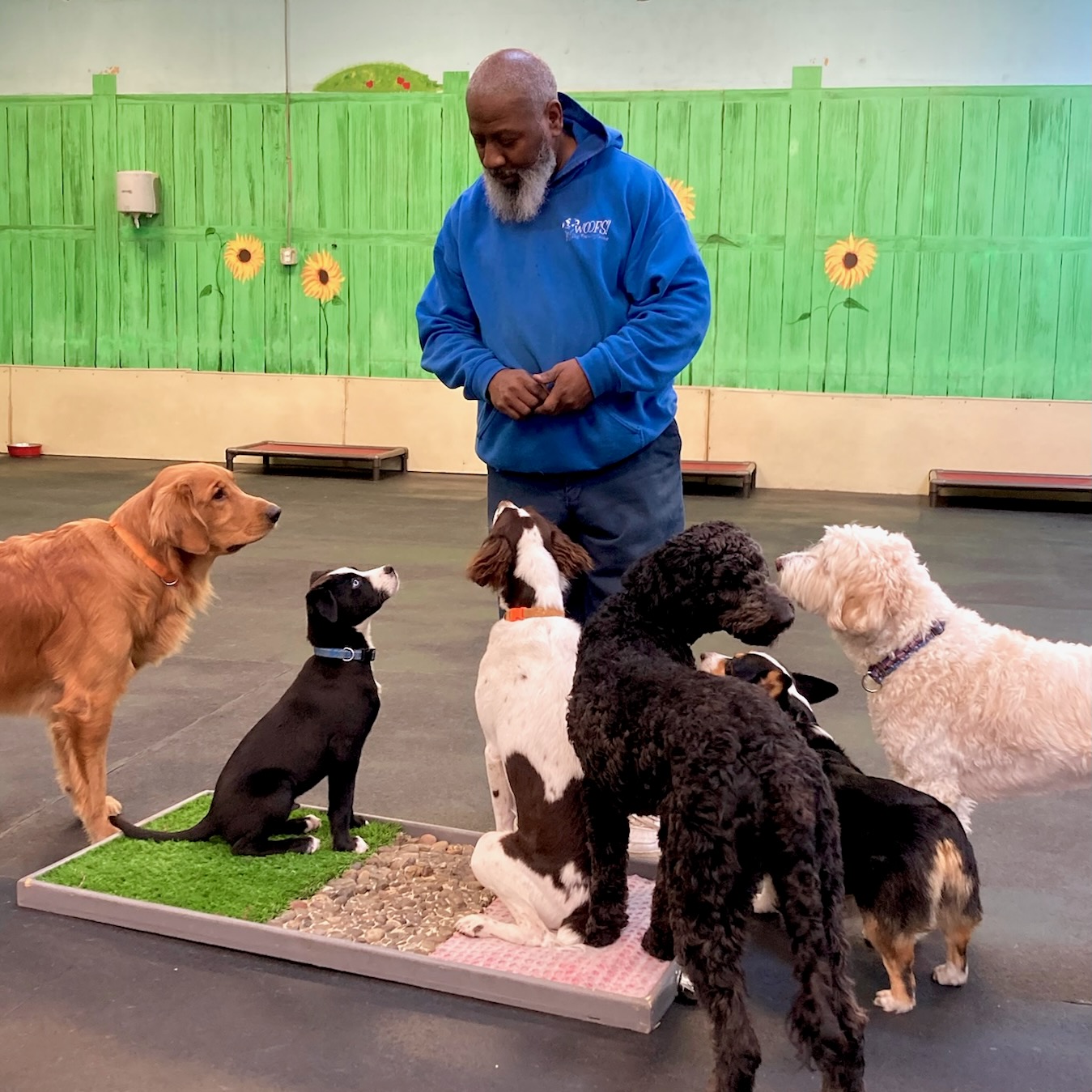 Darnell and daycare dogs