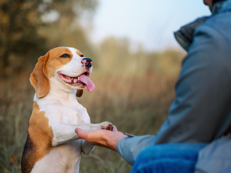Beagle hand in paw with a kneeling person