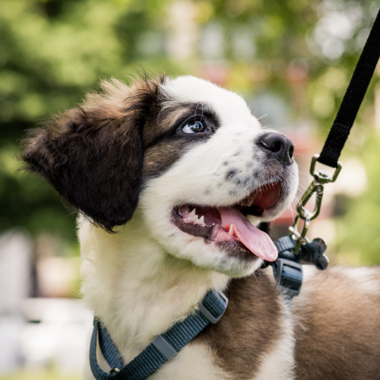 Smiling puppy wearing harness and leash