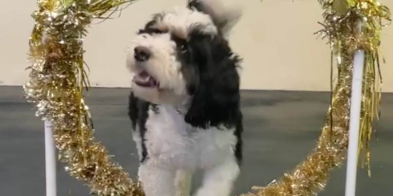 Dog trotting happily through golden tinsel hoop