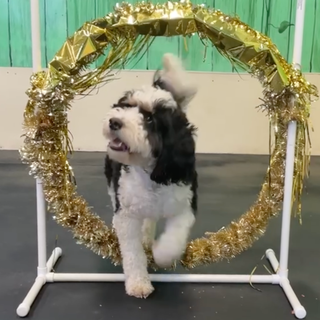 Dog trotting happily through golden tinsel hoop