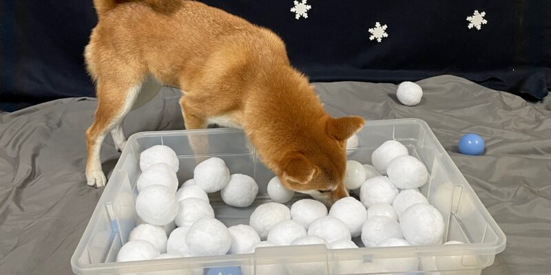 A Shibu Inu snuffles for treats in a "snowball"-filled bin.