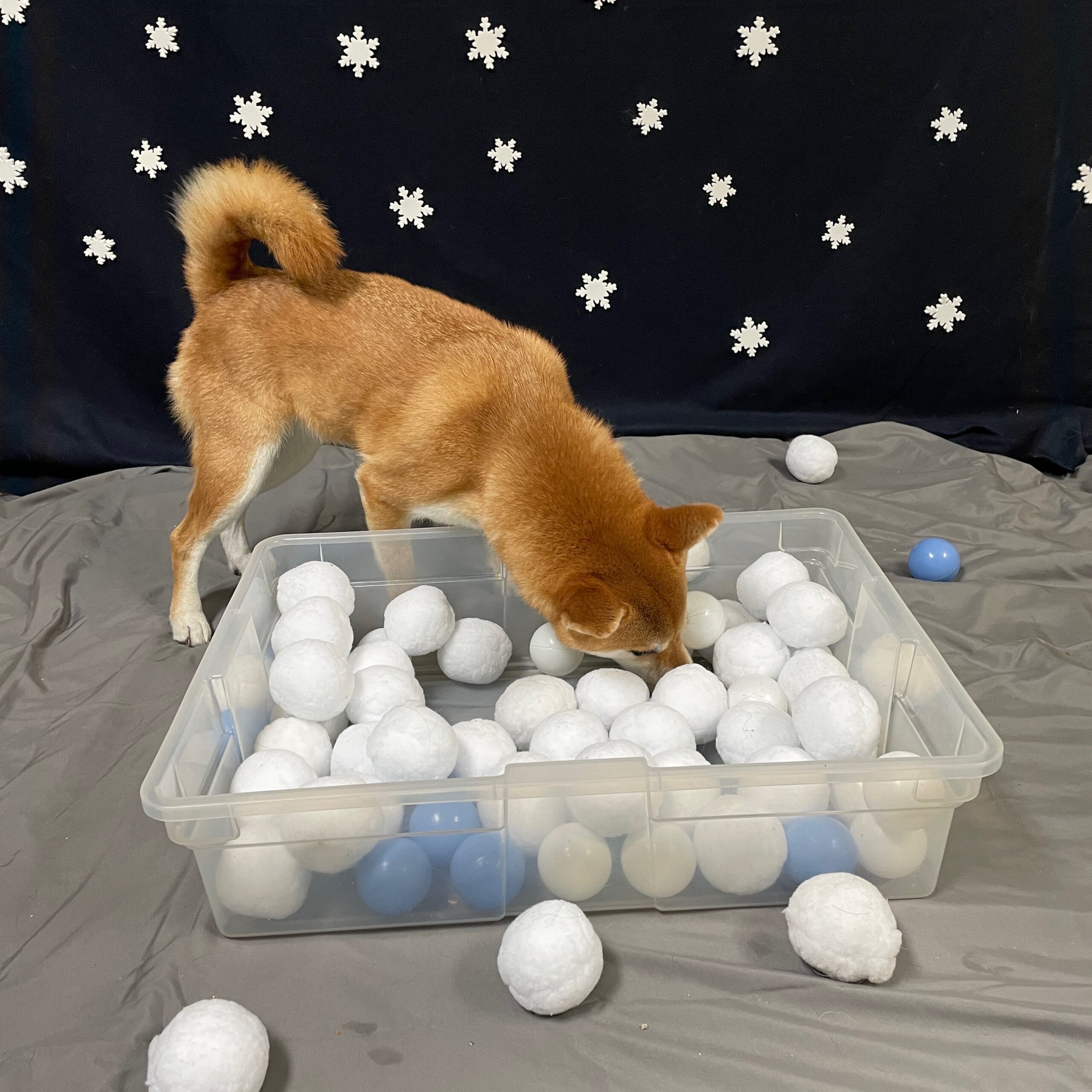 A Shibu Inu snuffles for treats in a "snowball"-filled bin.